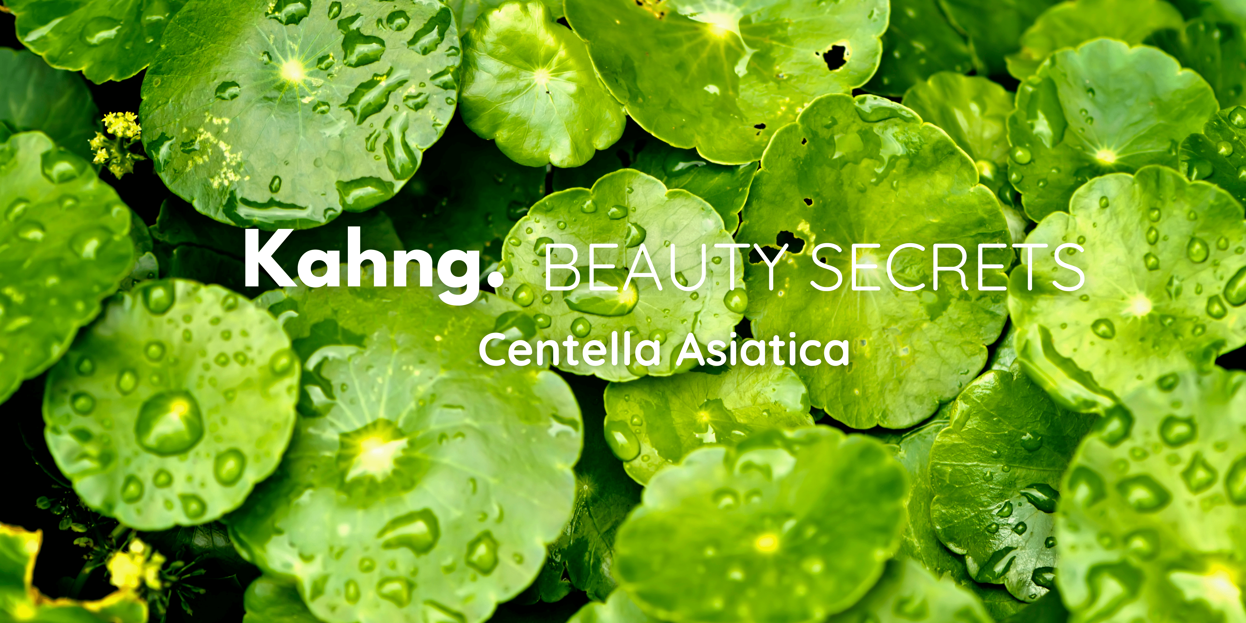 La Centella Asiatica : L'actif indispensable pour les professionnels de la beauté - Kahng