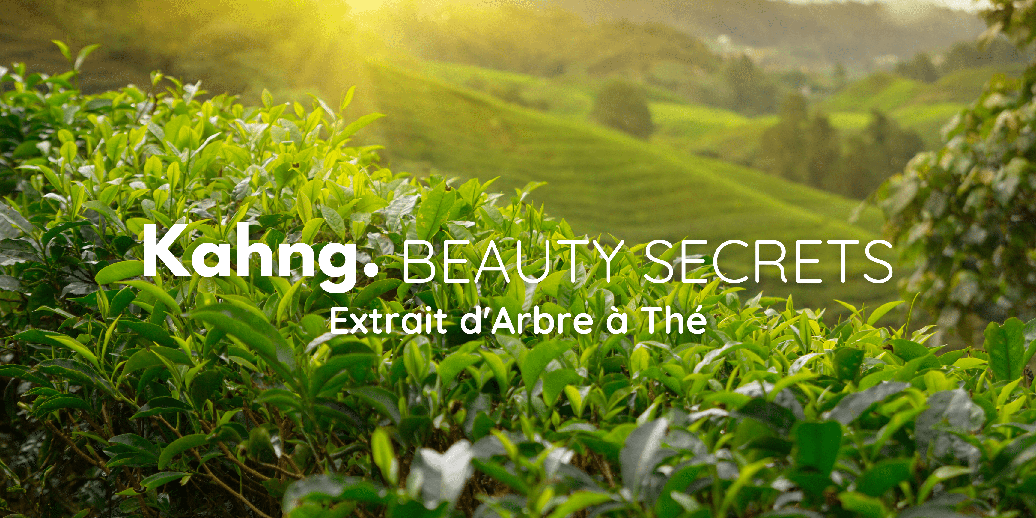 L'Arbre à Thé dans la K-Beauty : Le Secret d’une Peau Impeccable 🌿 - Kahng