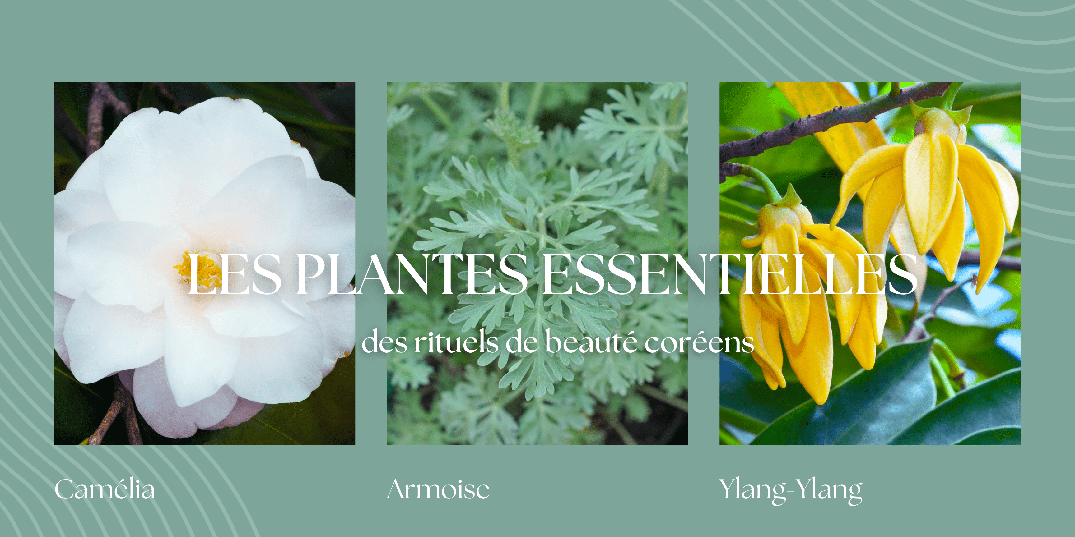 Les plantes essentielles des rituels de beauté coréens - Kahng
