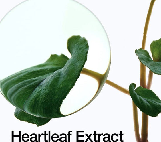 Heartleaf Pore Control Cleansing Oil - Kahng